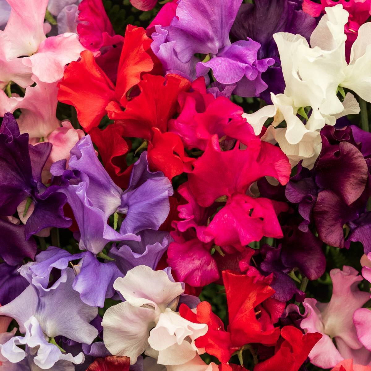 Sweet Pea Spencer Mixed Seeds