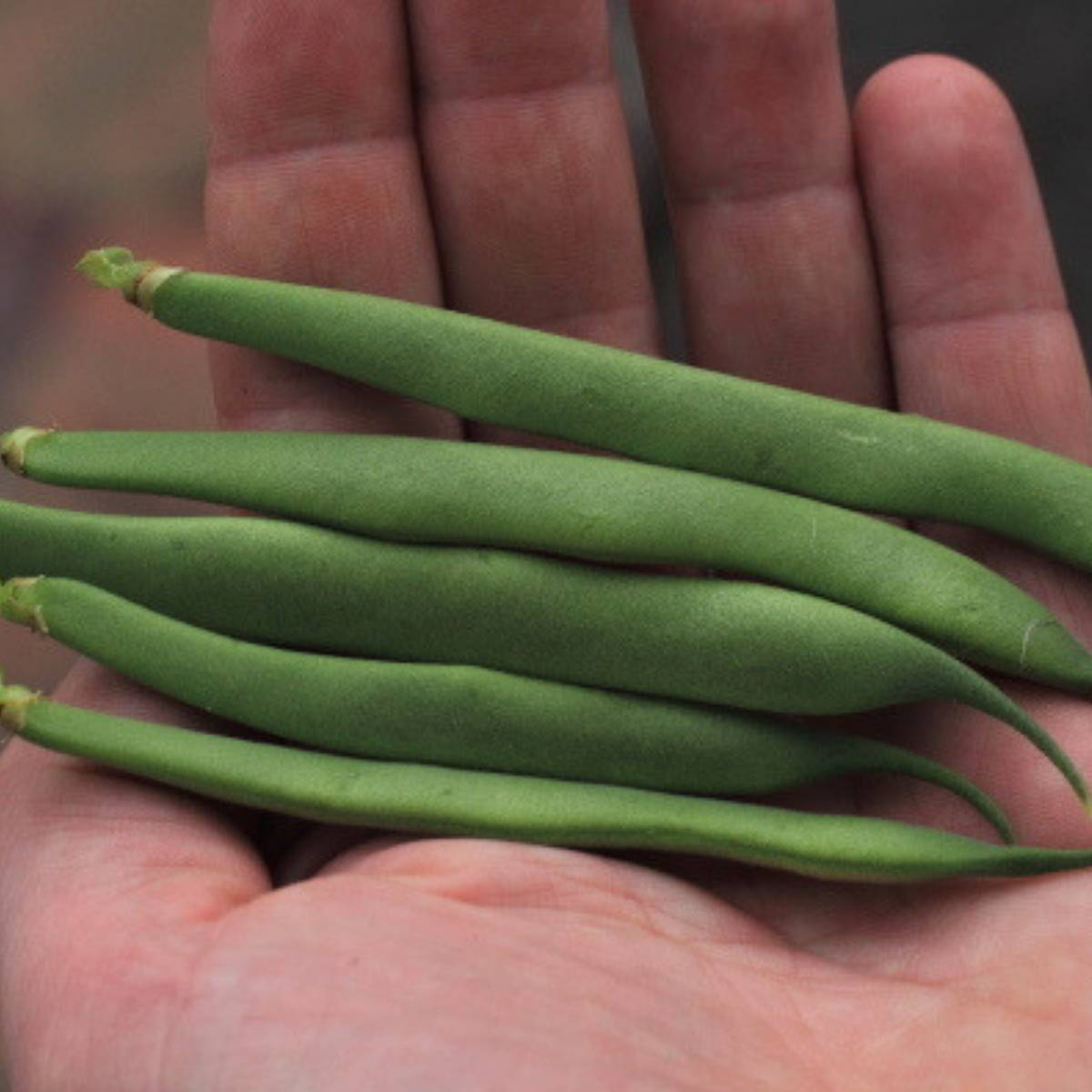 Pioneer Dwarf Bean Seeds