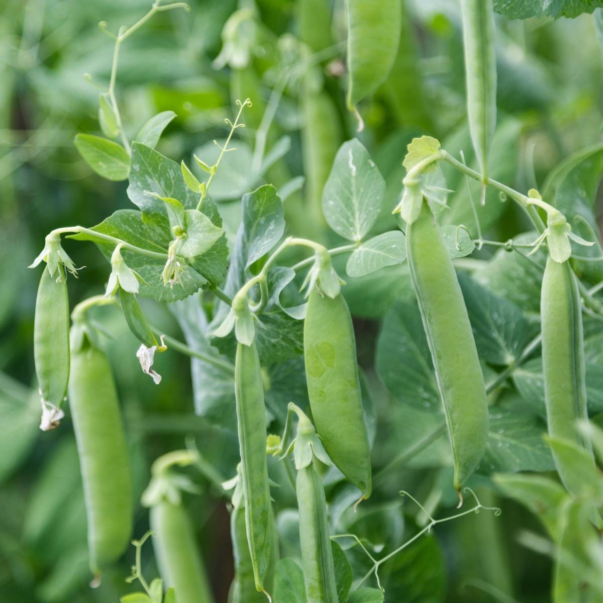 Sugar Bon Sugarsnap Pea Seeds