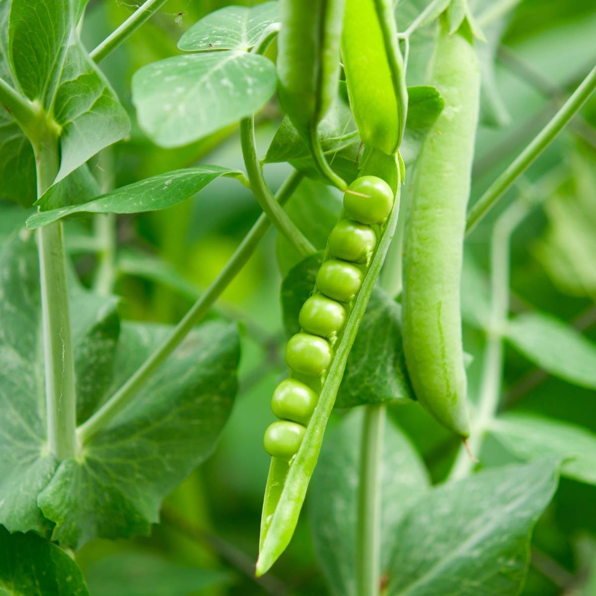 Massey Gem Shelling Pea Seeds