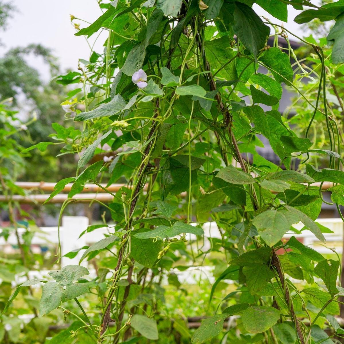 Dwarf Snake Bean Seeds