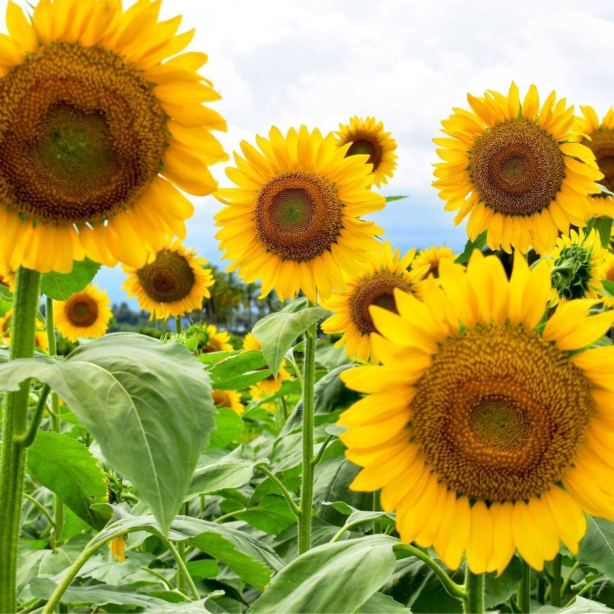 Sunflower Sunfola Seeds