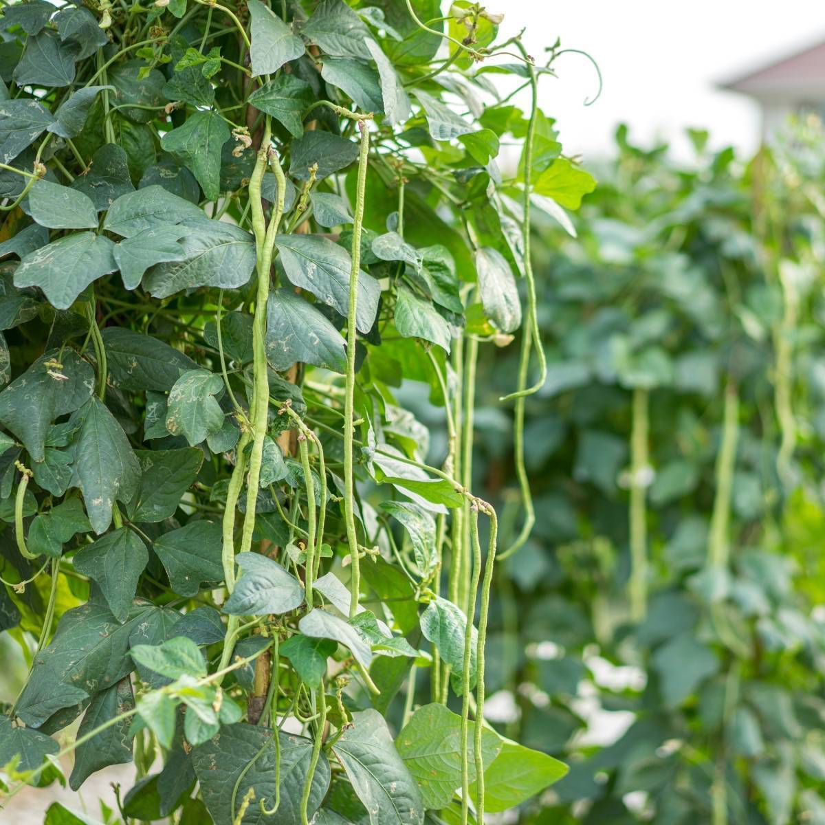 Black Seeded Snake Bean Seeds