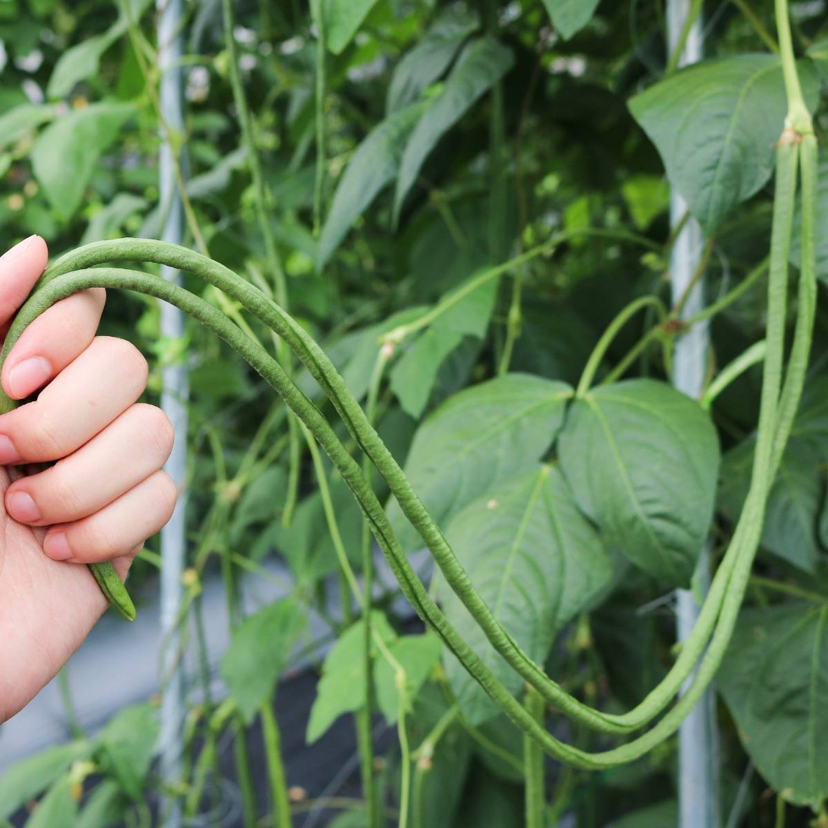 Red Dragon Climbing Snake Bean Seeds