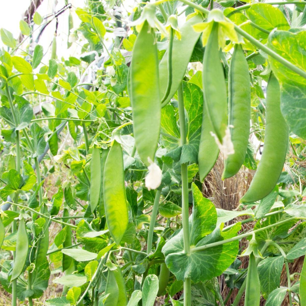 Oregon Sugar Pod Snow Pea Seeds