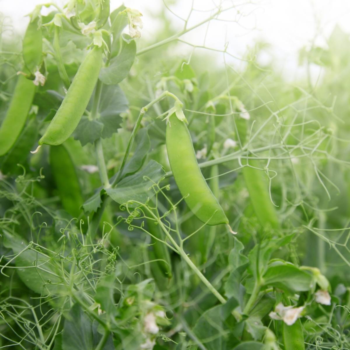 Novella Shelling Pea Seeds