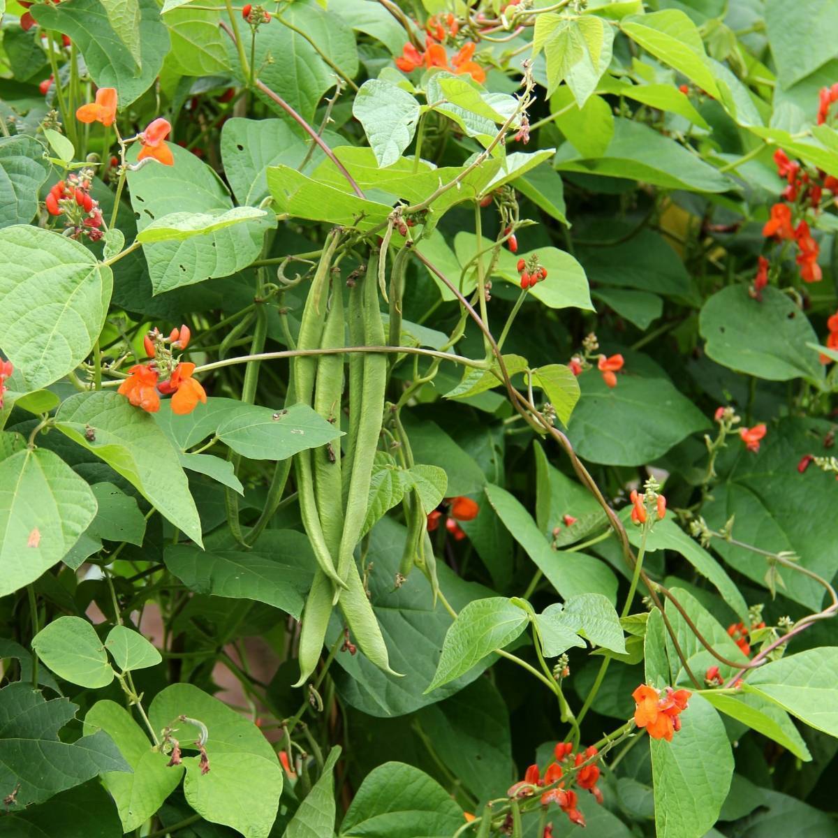 Scarlet Emperor Runner Bean Seeds