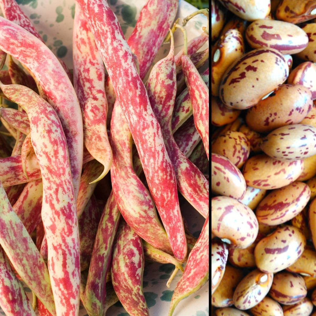 Red Rooster Borlotti Bean Seeds