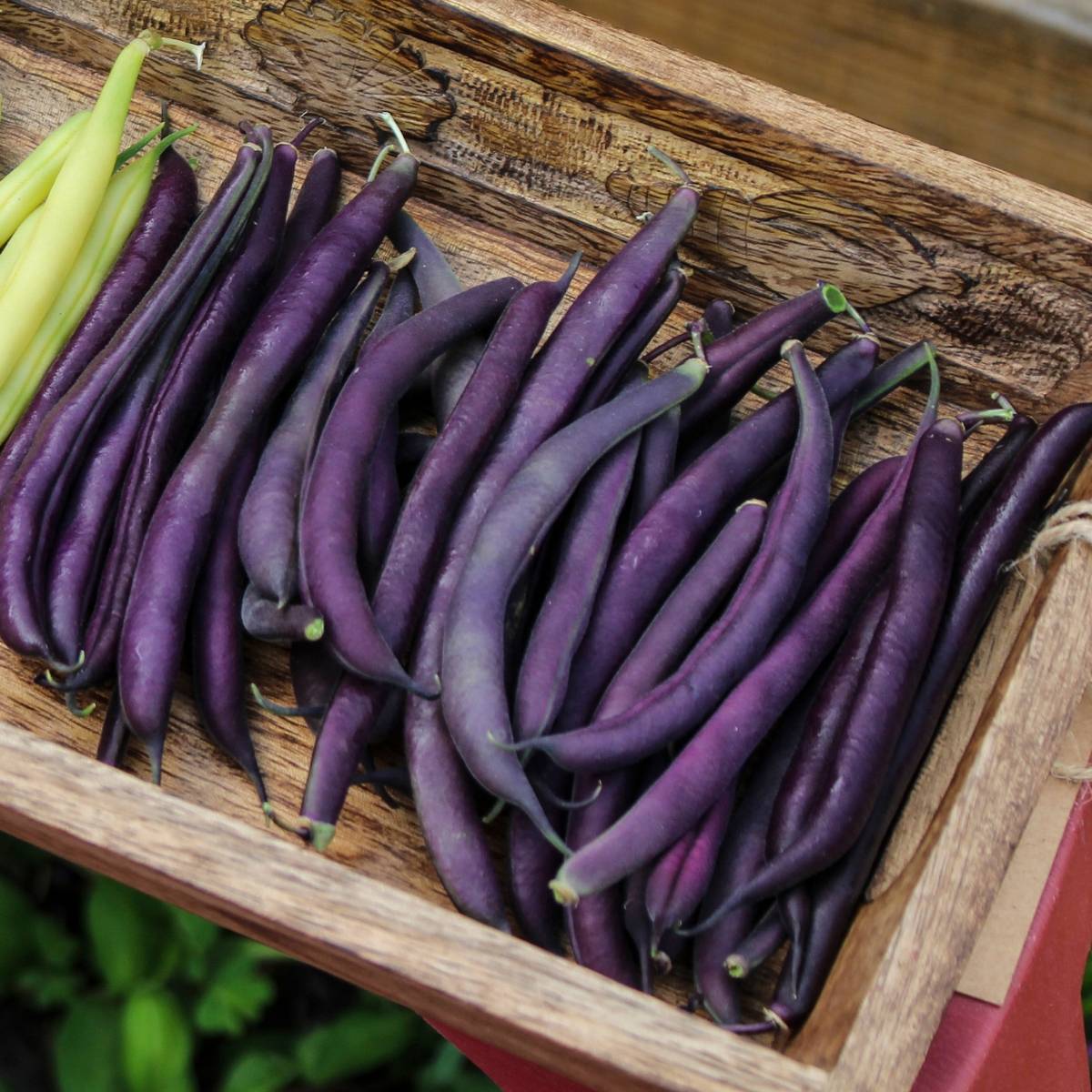 Royal Burgundy Bush Bean Seeds