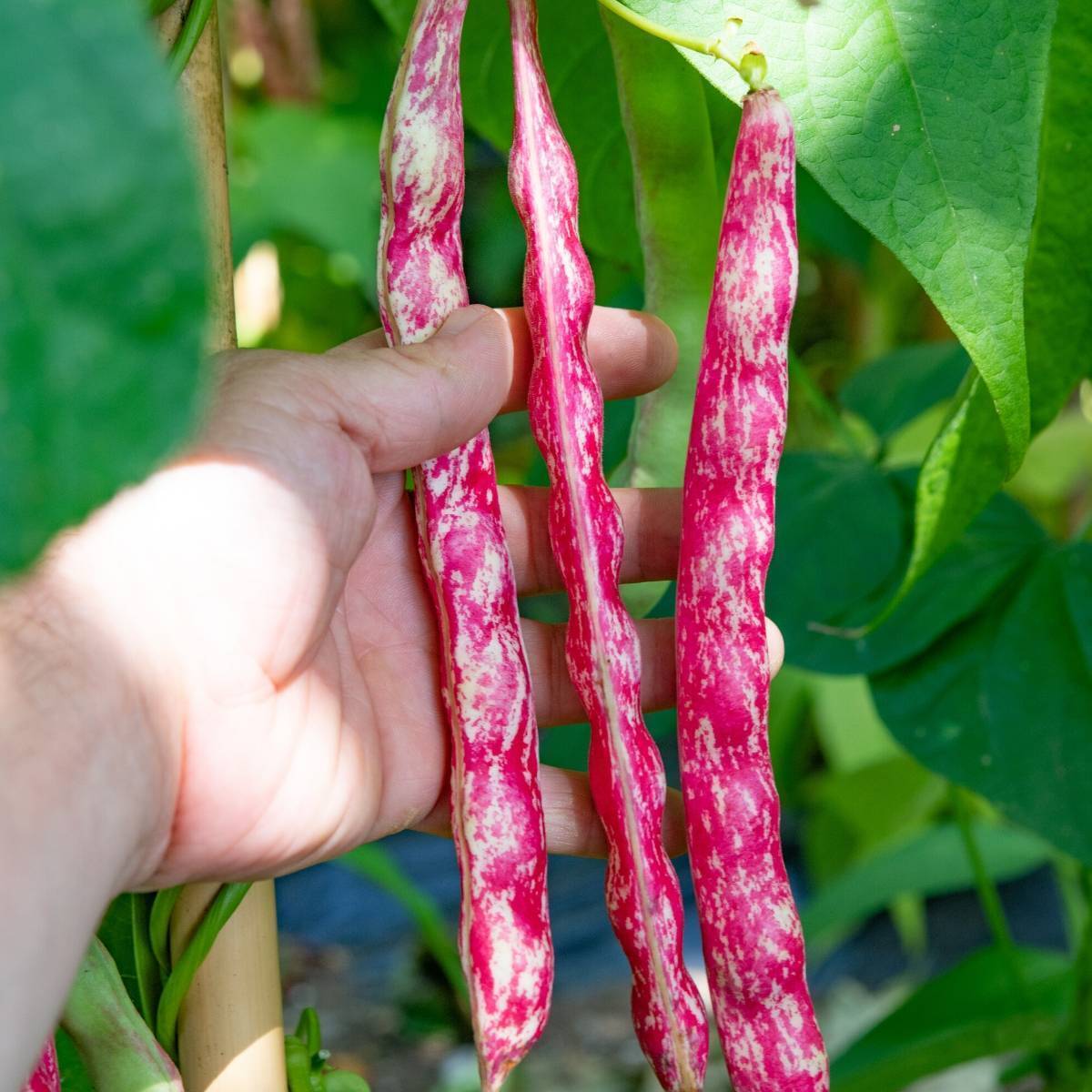 Inferno Borlotti Bean Seeds