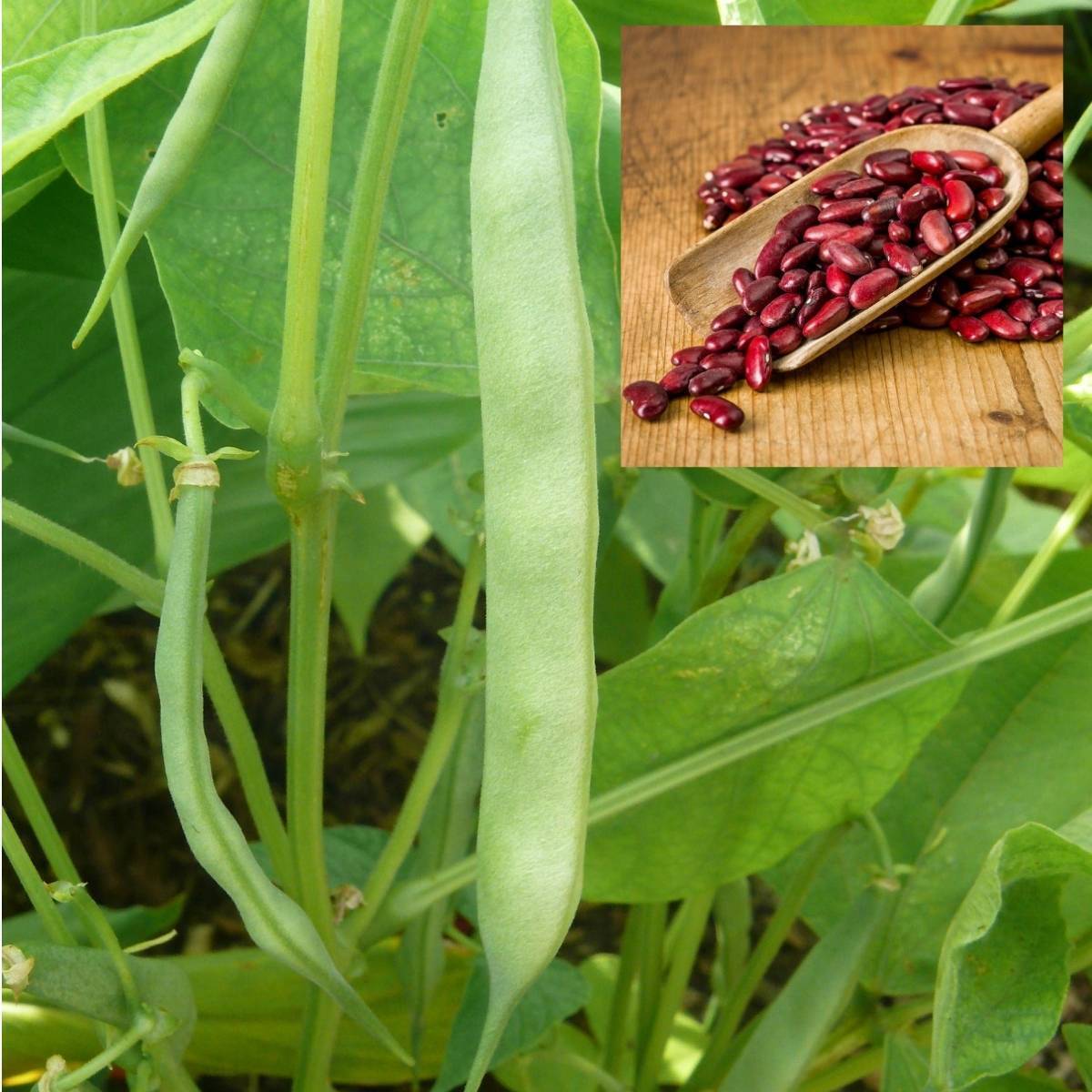 Kidney Bean Seeds