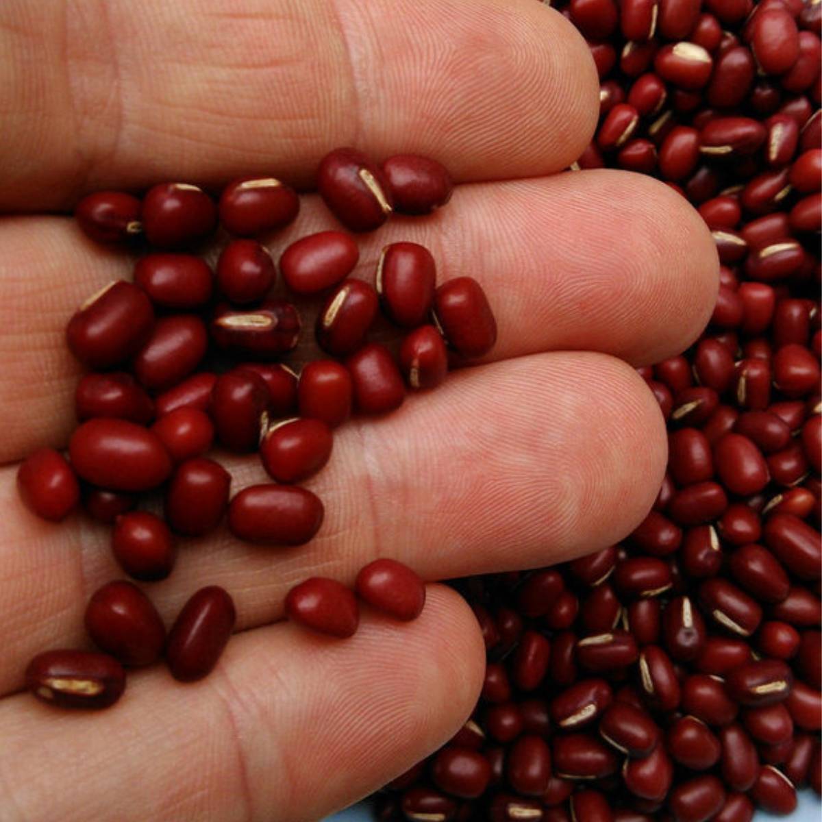 Adzuki Bean Seeds