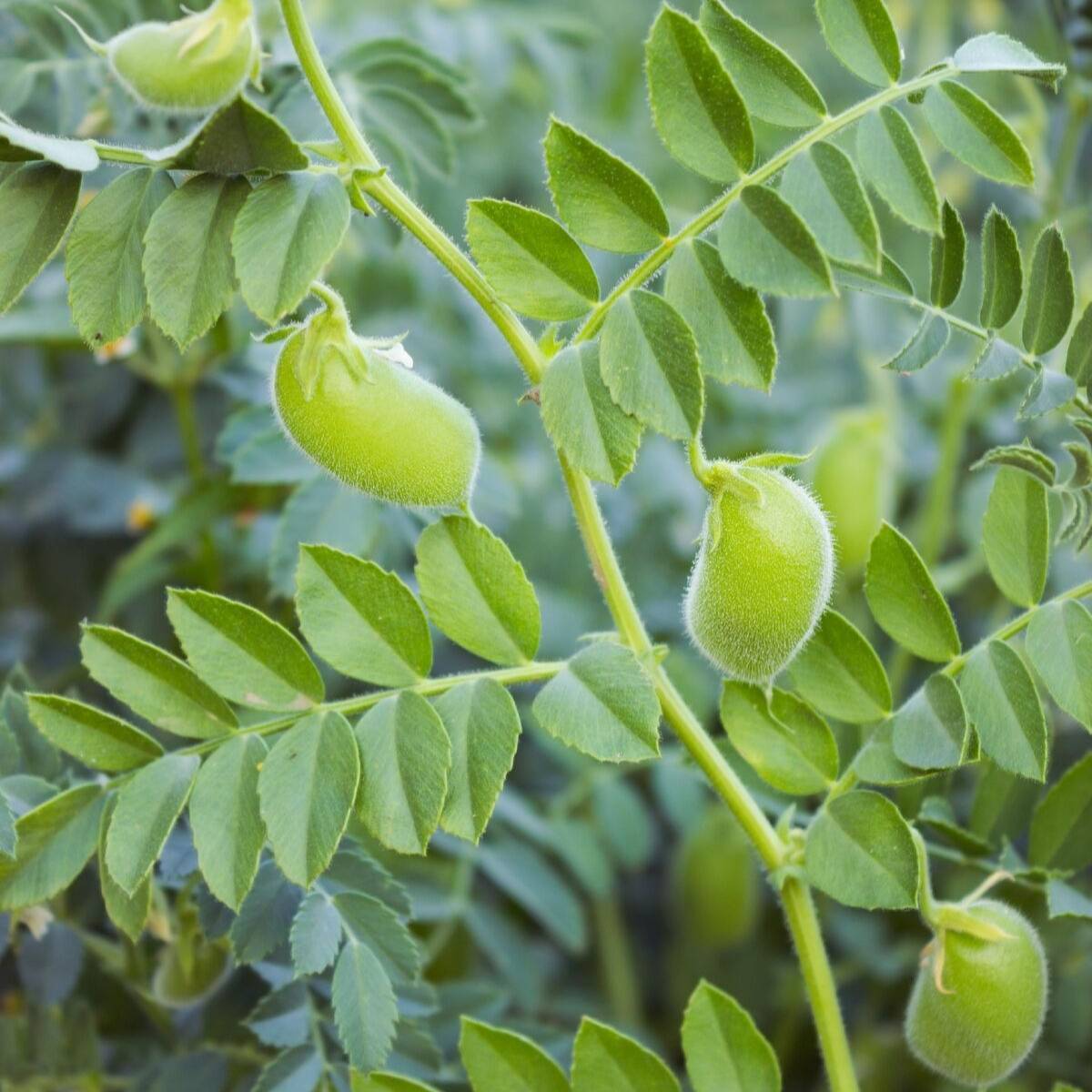 Chickpea Seeds