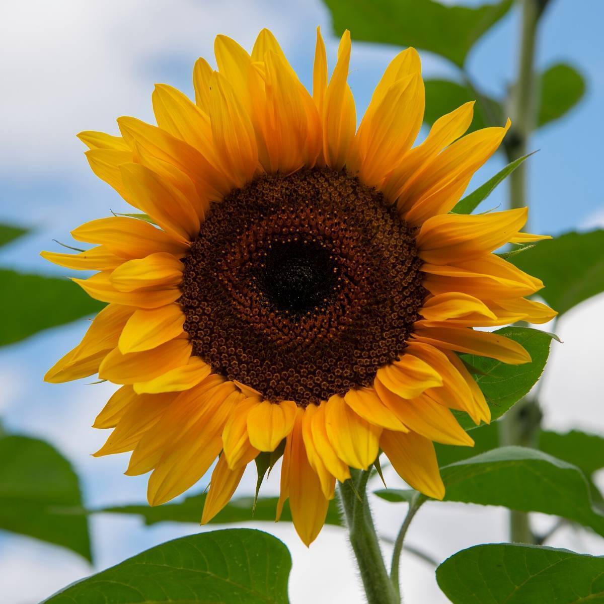 Sunflower Giant Russian Seeds