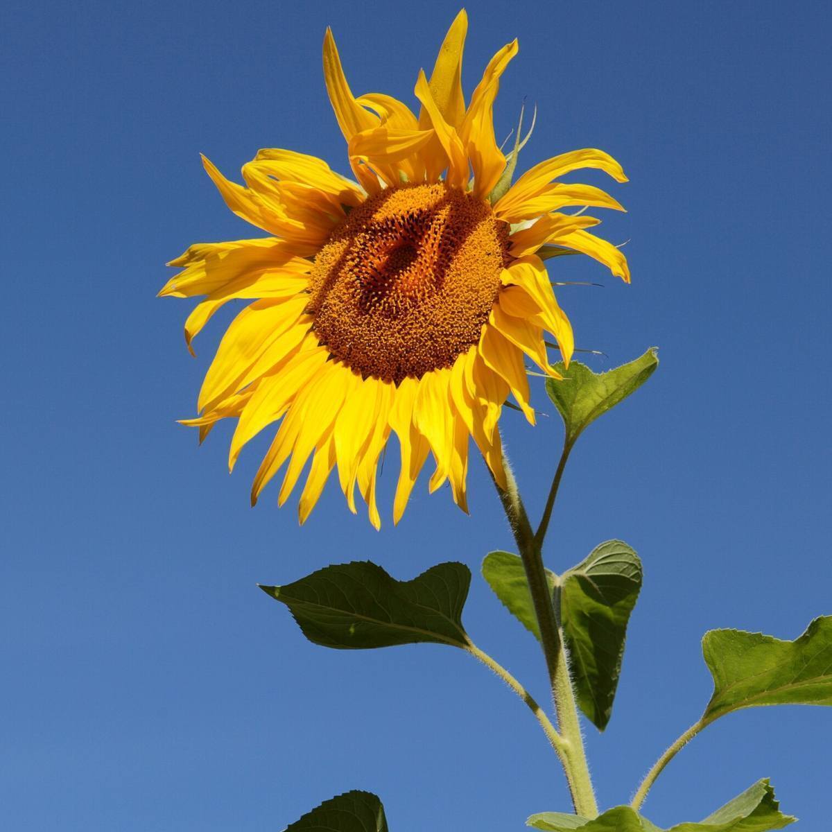 Sunflower Mammoth Seeds