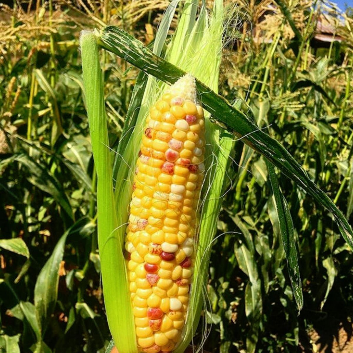 Anasazi Sweet Corn Seeds