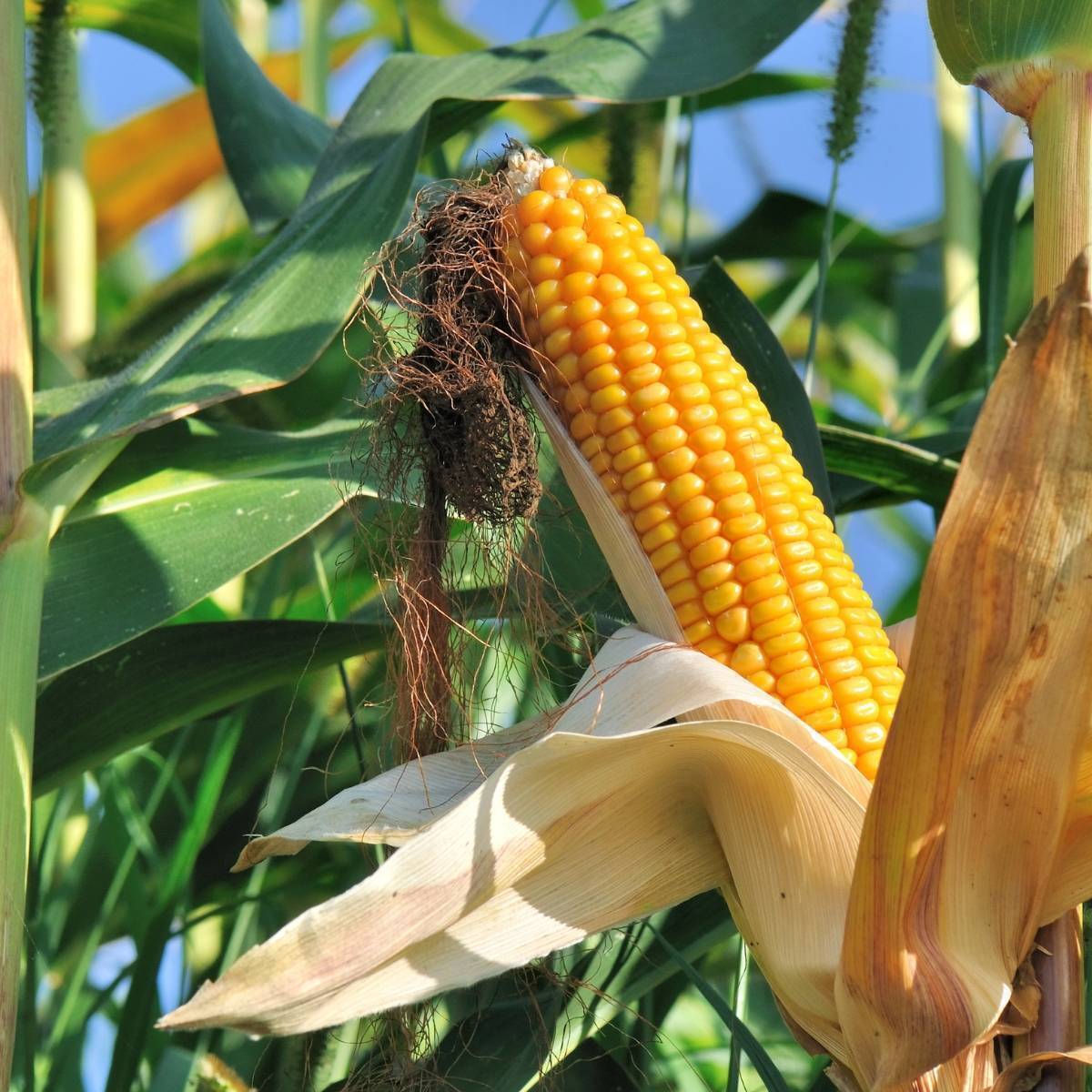 Early Leaming Maize Corn Seeds