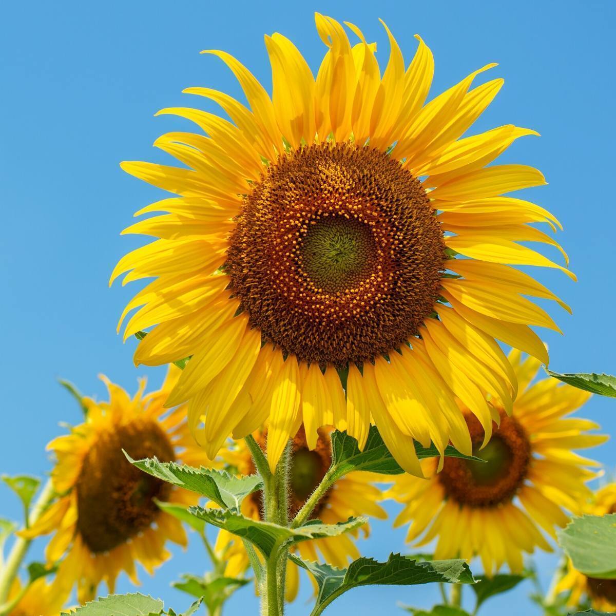 Sunflower Sunbird Seeds