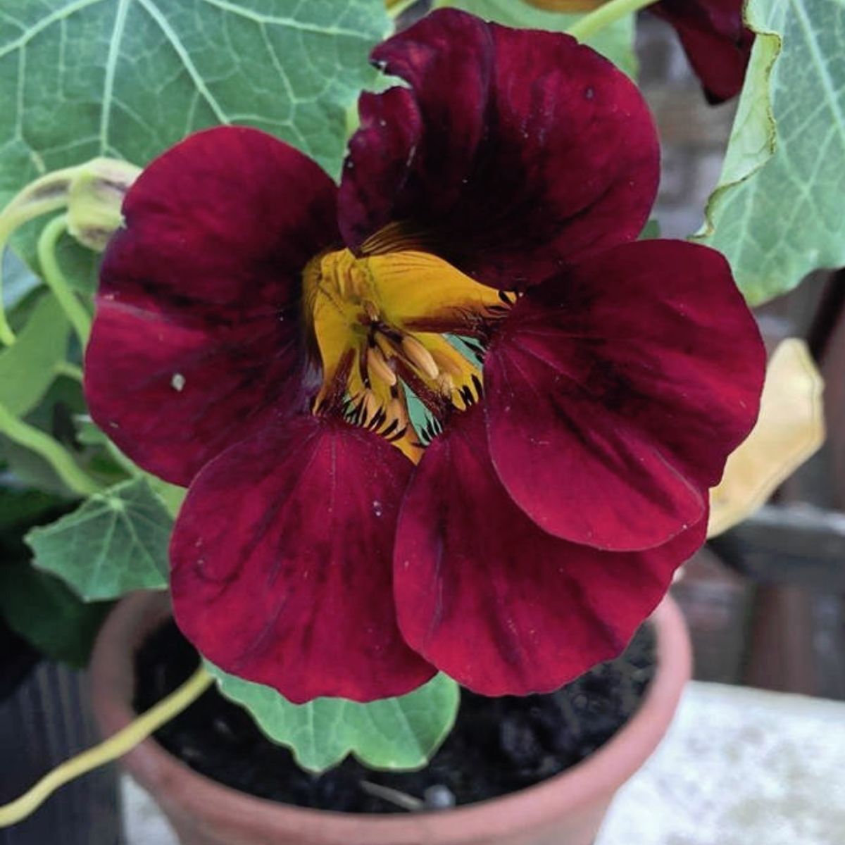 Nasturtium Tom Thumb Black Velvet Seeds