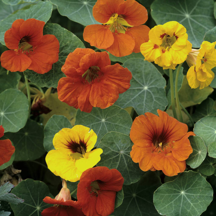 Nasturtium Whirlybird Mix Seeds