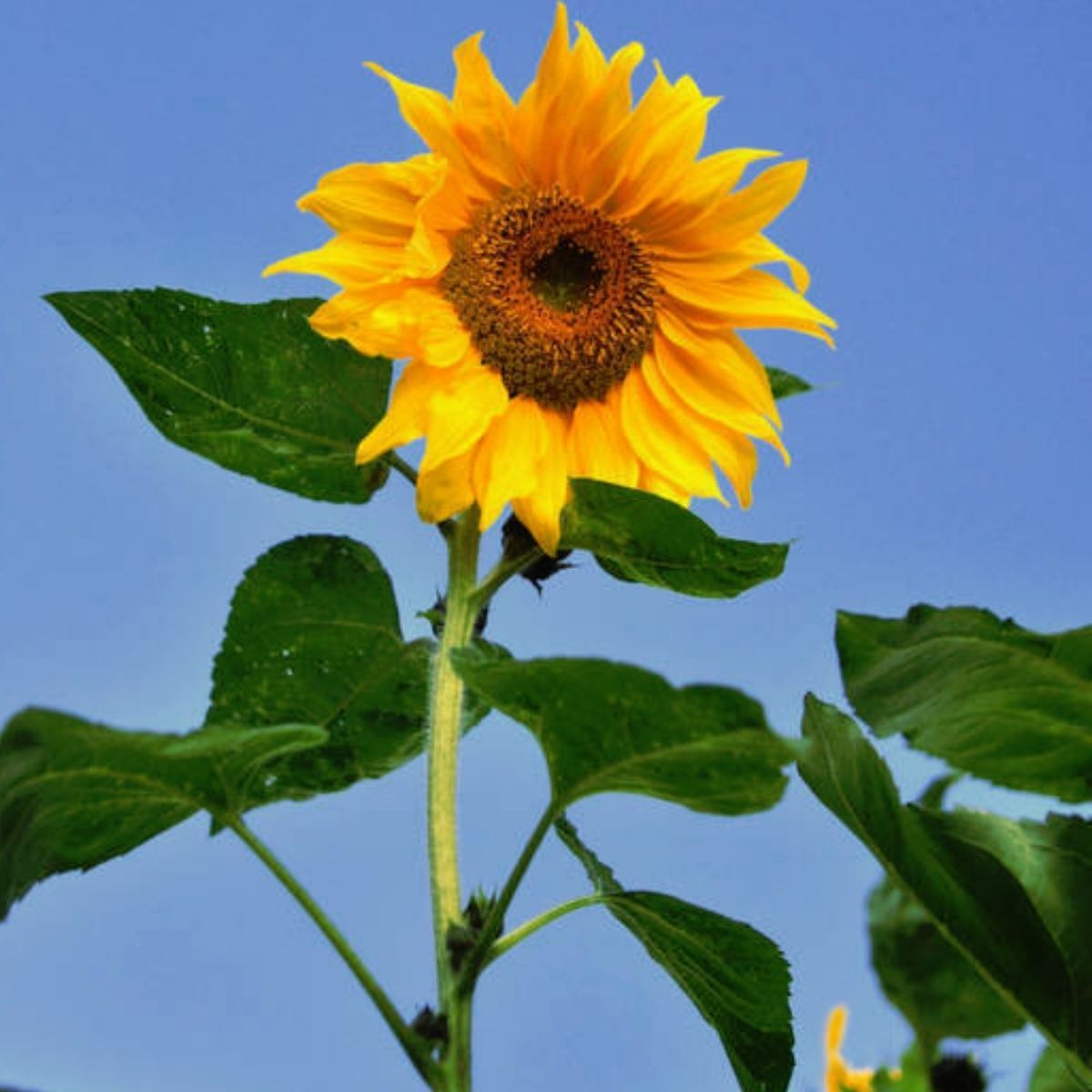 Sunflower Giant Single Seeds