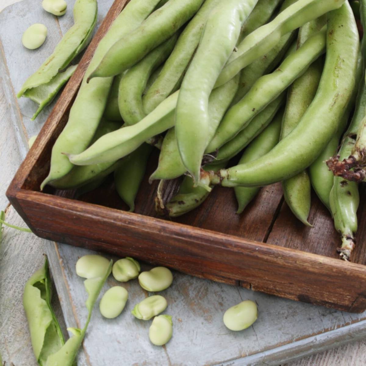 Coles Dwarf Broad Bean Seeds