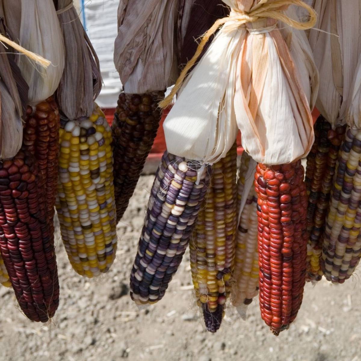 Multicoloured Aztec Maize Corn Seeds