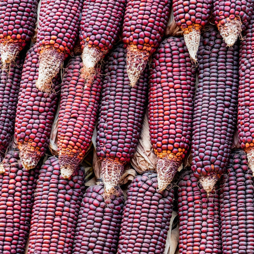 Red Aztec Maize Corn Seeds