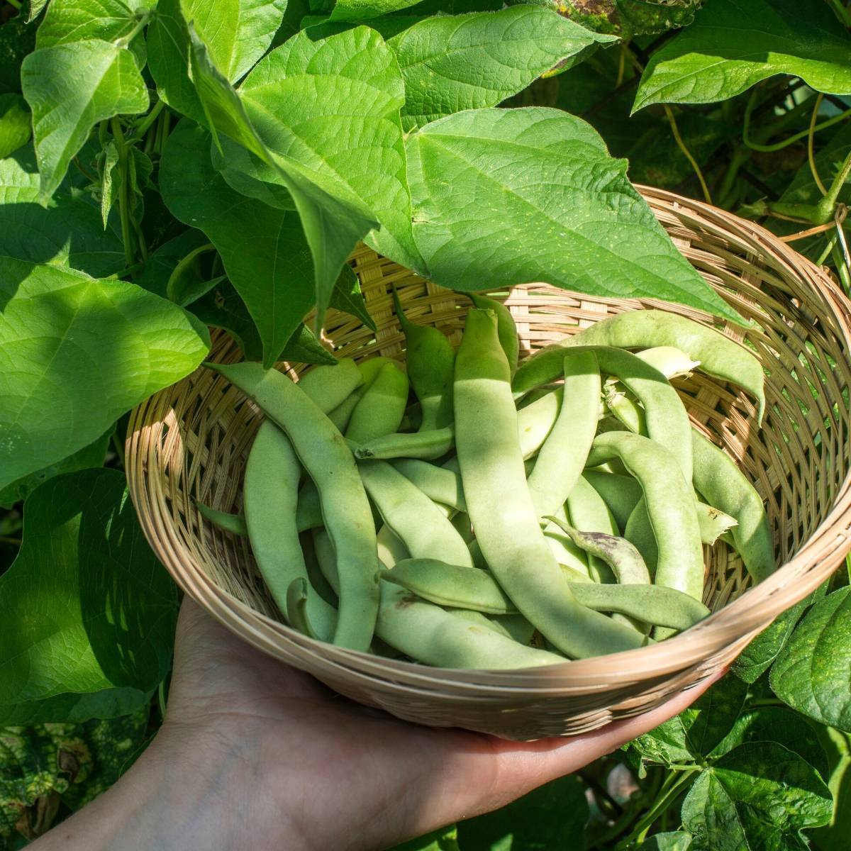 Mendoza Dwarf Bean Seeds