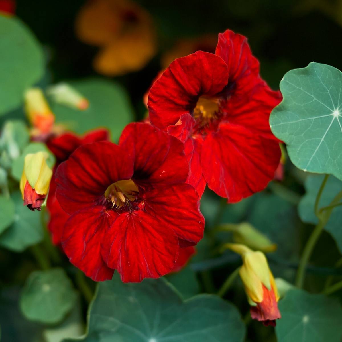 Nasturtium Empress of India Seeds