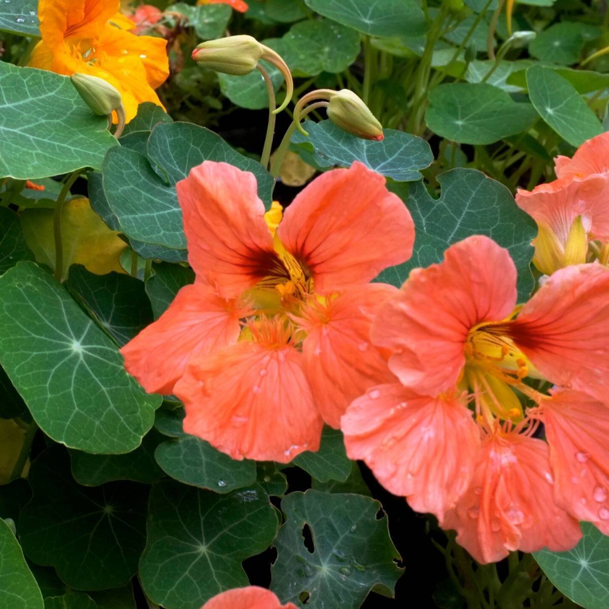 Nasturtium Salmon Baby Seeds