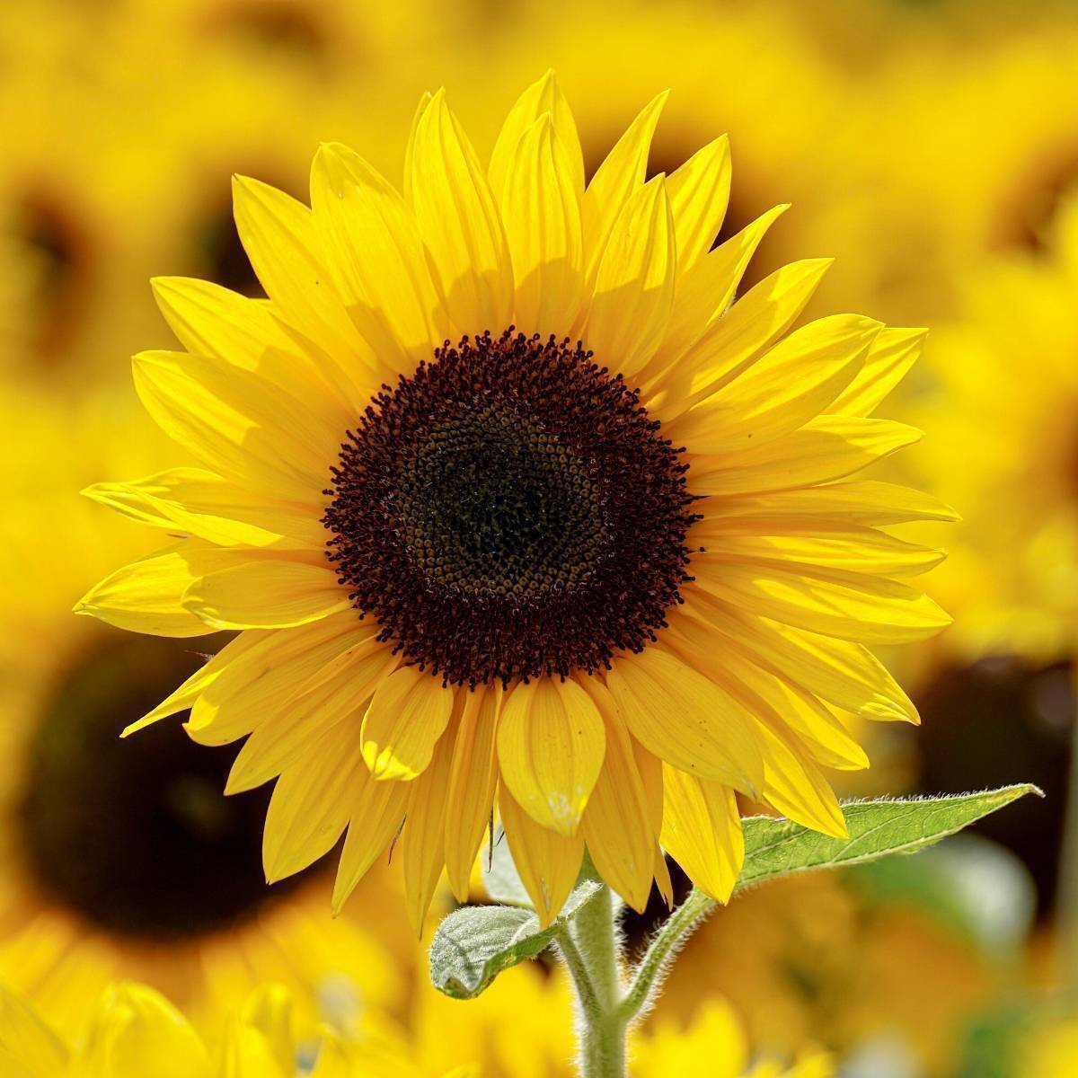 Sunflower Happy Face Yellow F1 Seeds