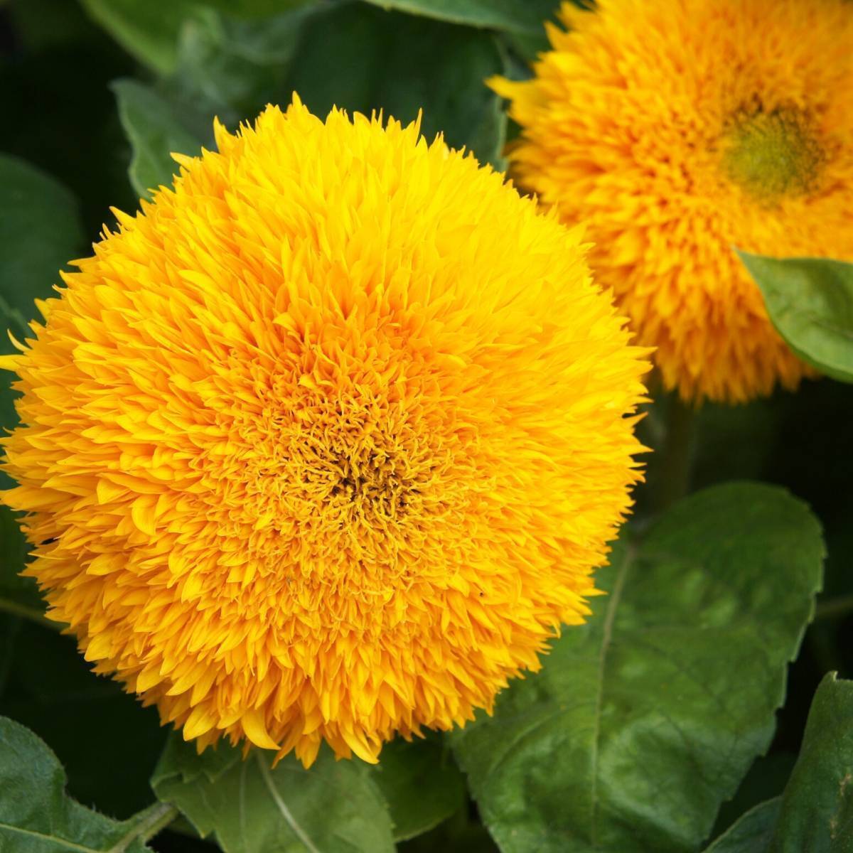 Sunflower Teddy Bear Seeds