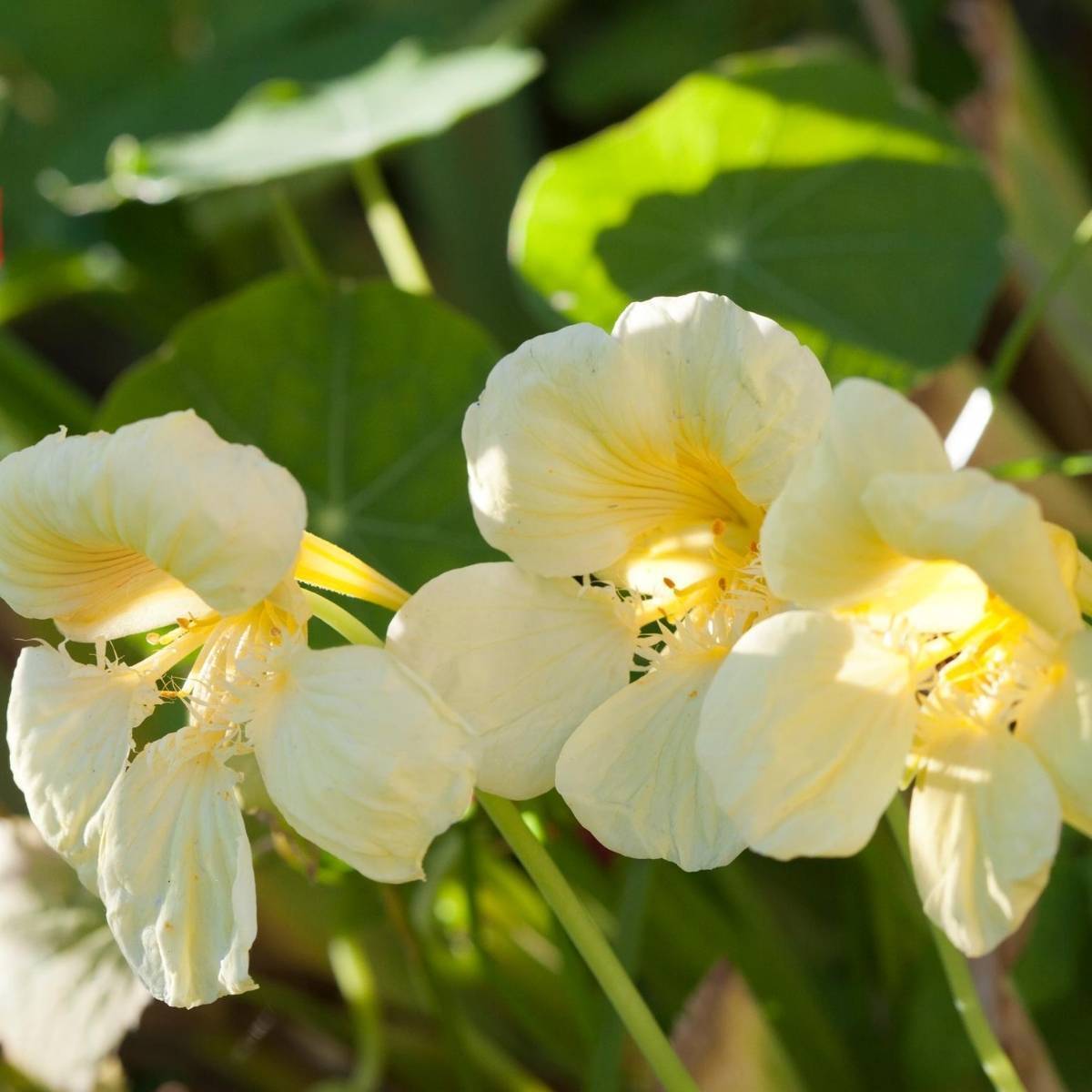 Nasturtium Yeti Cream Seeds