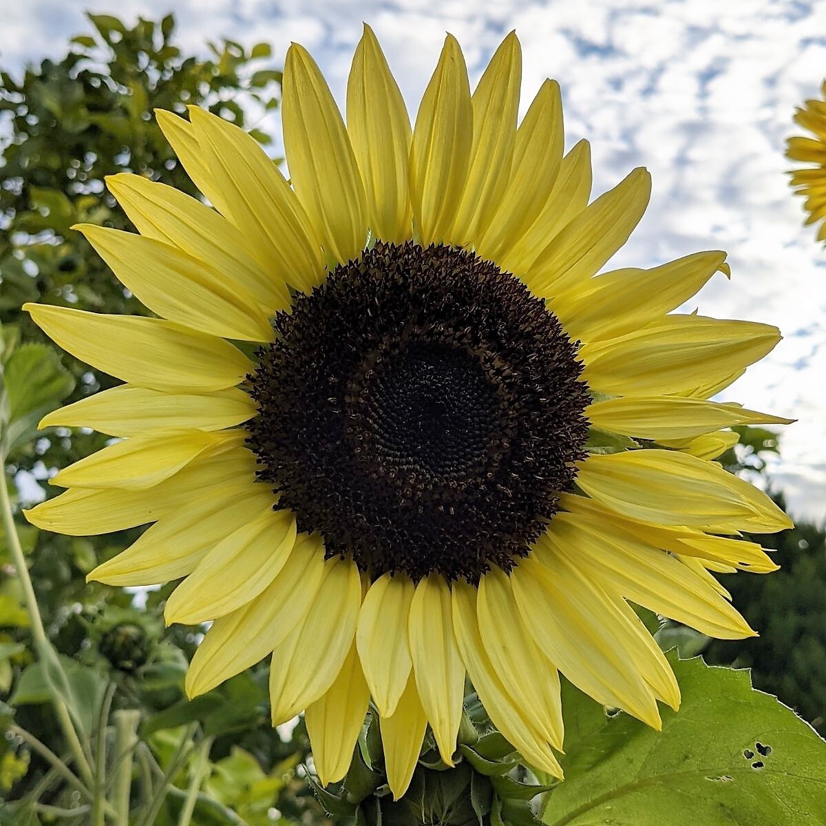 Sunflower Lemon Queen Seeds