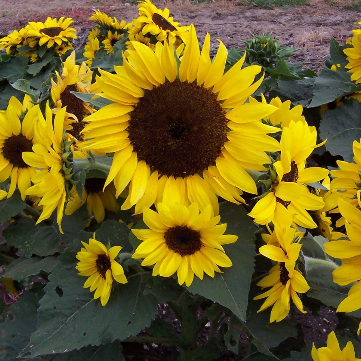 Sunflower Matilda F1 Seeds