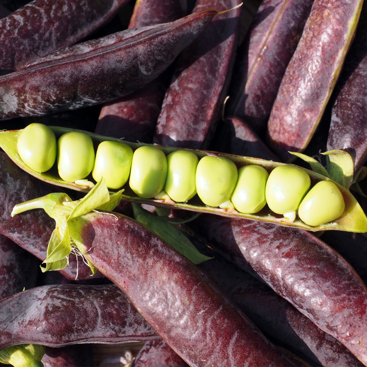 Purple Podded Shelling Pea Seeds