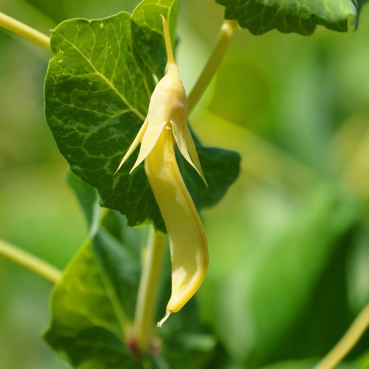 Golden Podded Snow Pea Seeds