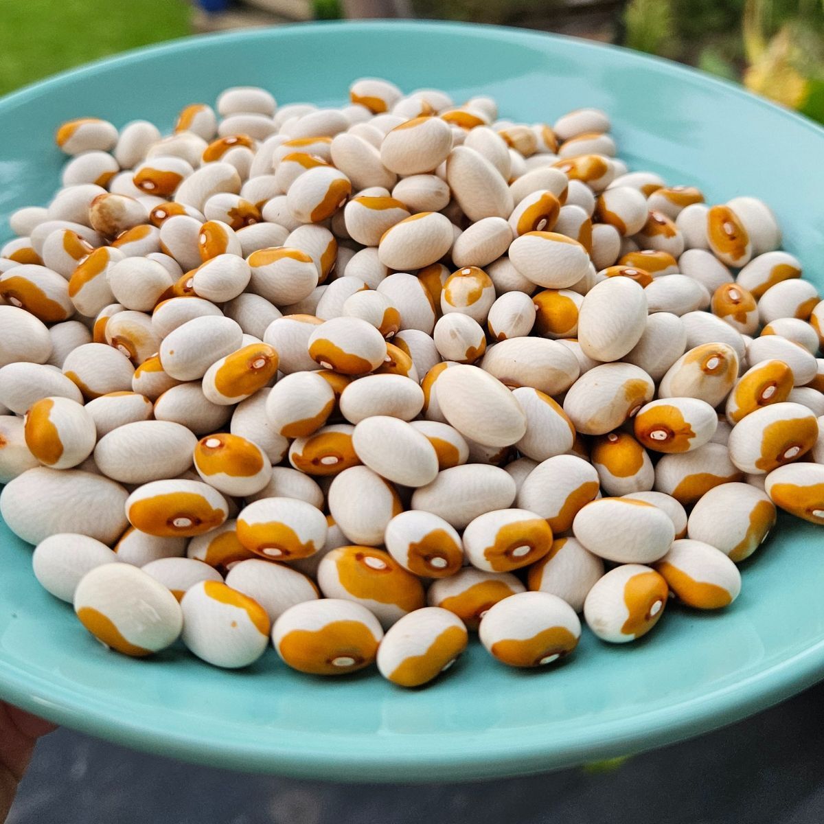 Maine Yellow Eye Climbing Bean Seeds