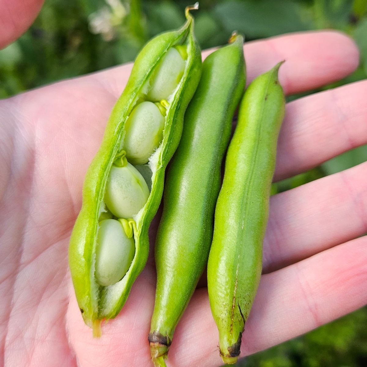 Egyptian Broad Bean Seeds