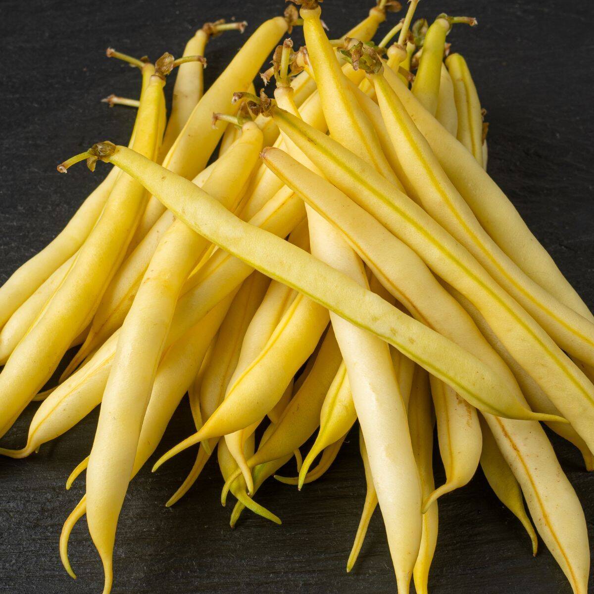 Topnotch Golden Wax Dwarf Bean Seeds