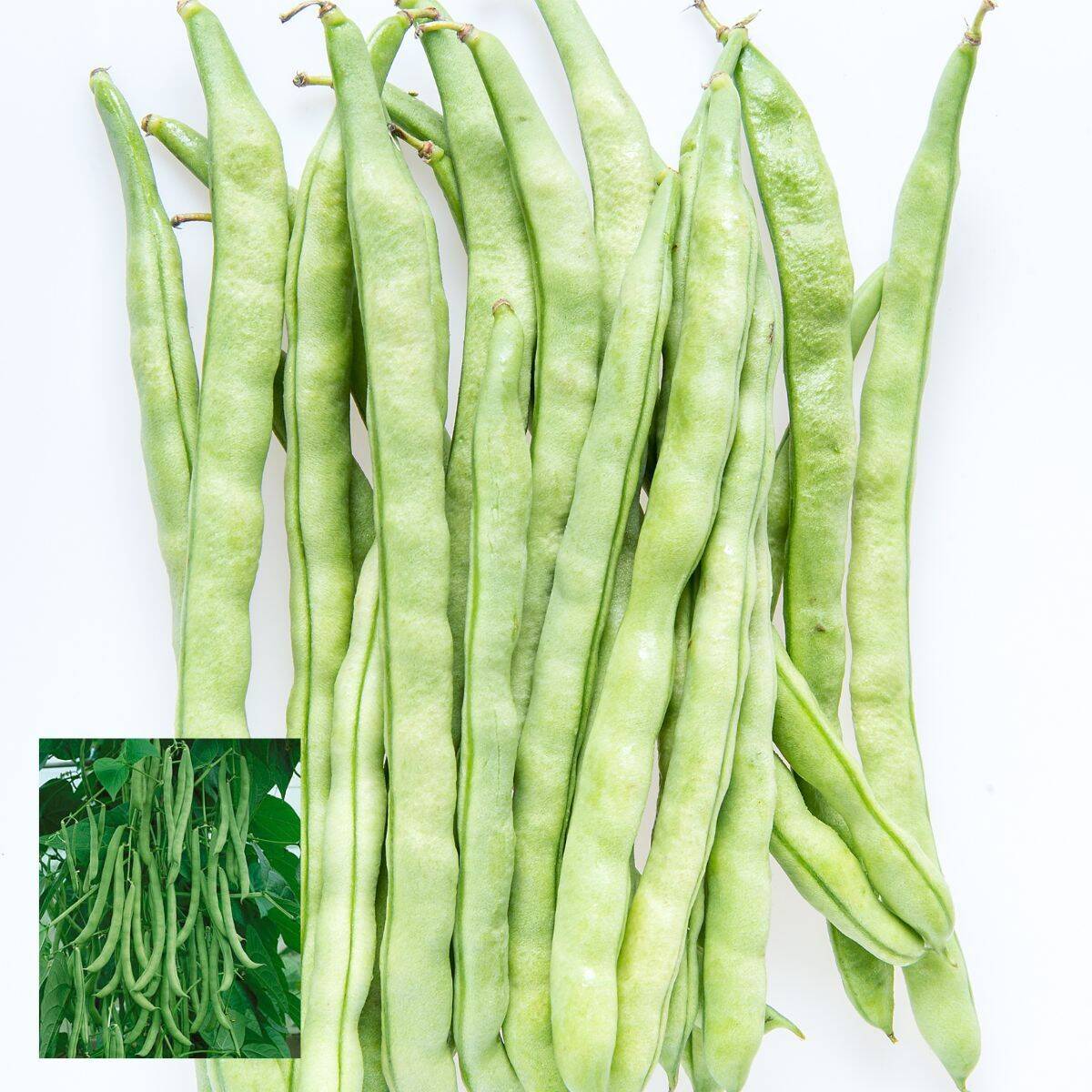 Kentucky Wonder Pole Climbing Bean Seeds