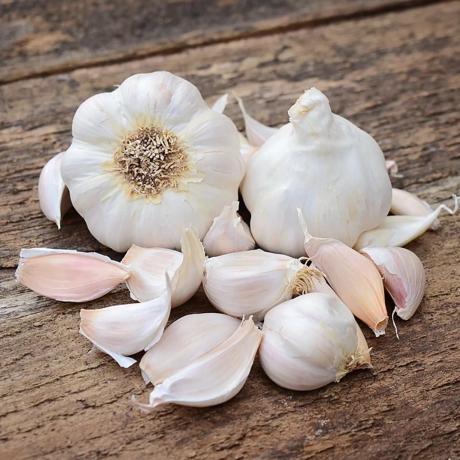 Garlic Silver Rose Bulbs