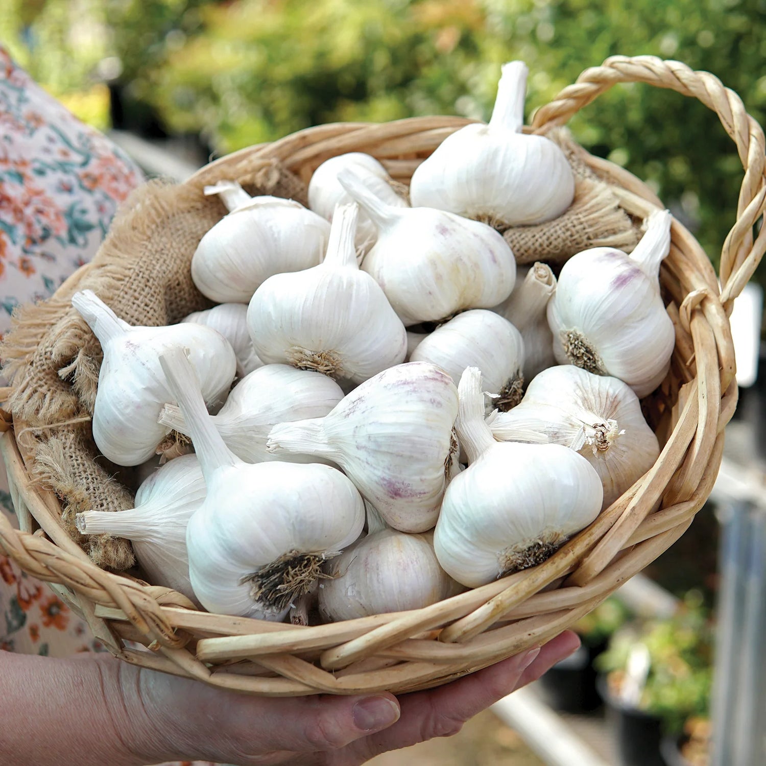 Garlic Inchelium Red Organic Bulbs | Award-Winning Softneck Organic Garlic – Heirloom, Non-GMO, High Germination Organic Garden Seeds