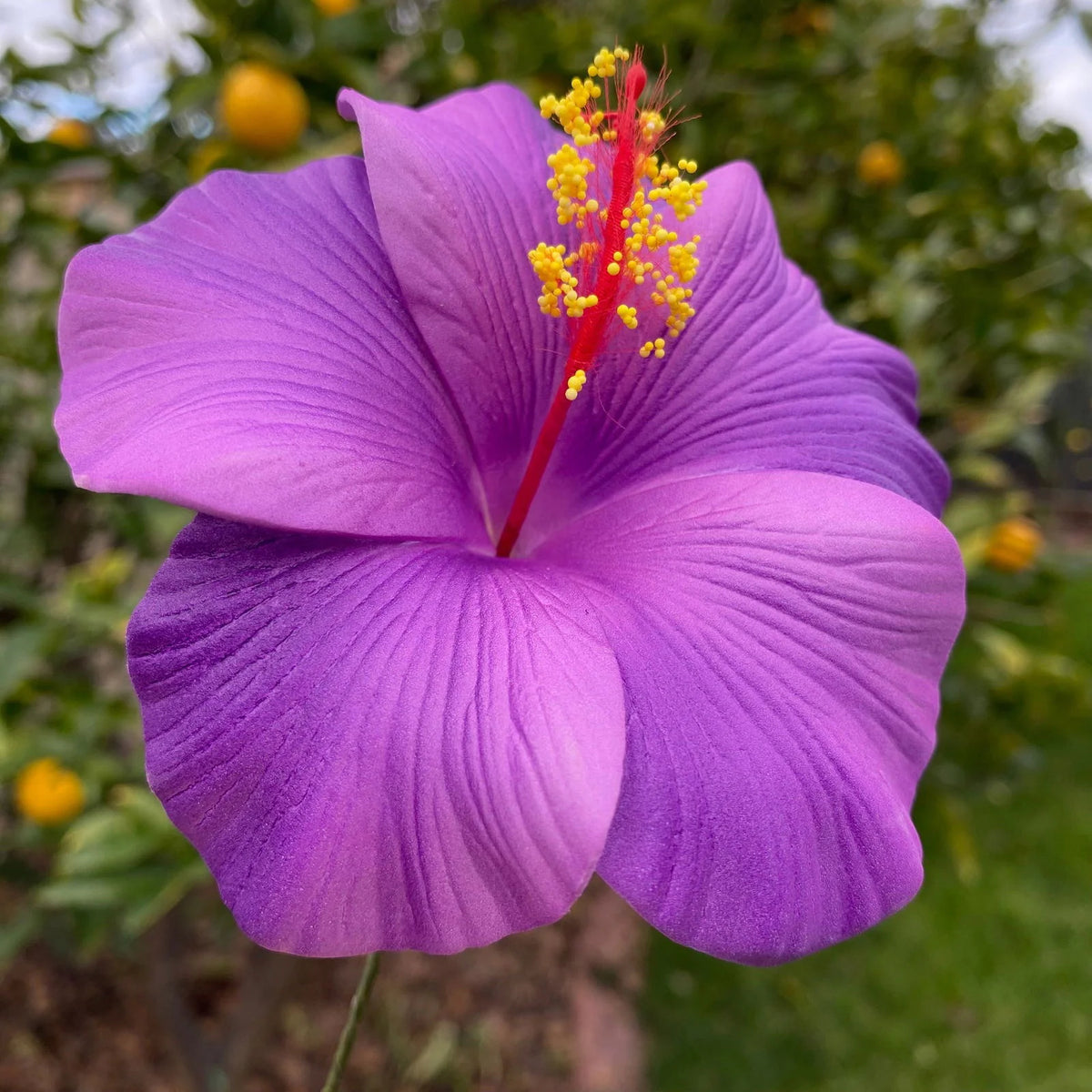 Exotic Purple Hibiscus Flower Seeds Tropical Hardy Variety for Flowering Garden Planting