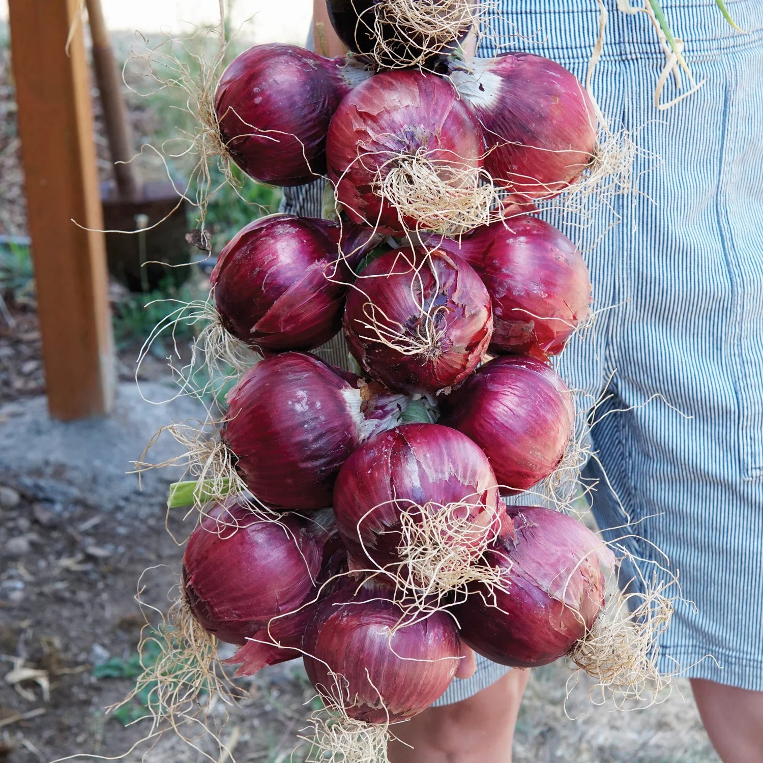 Red Wing Hybrid Onion Sets