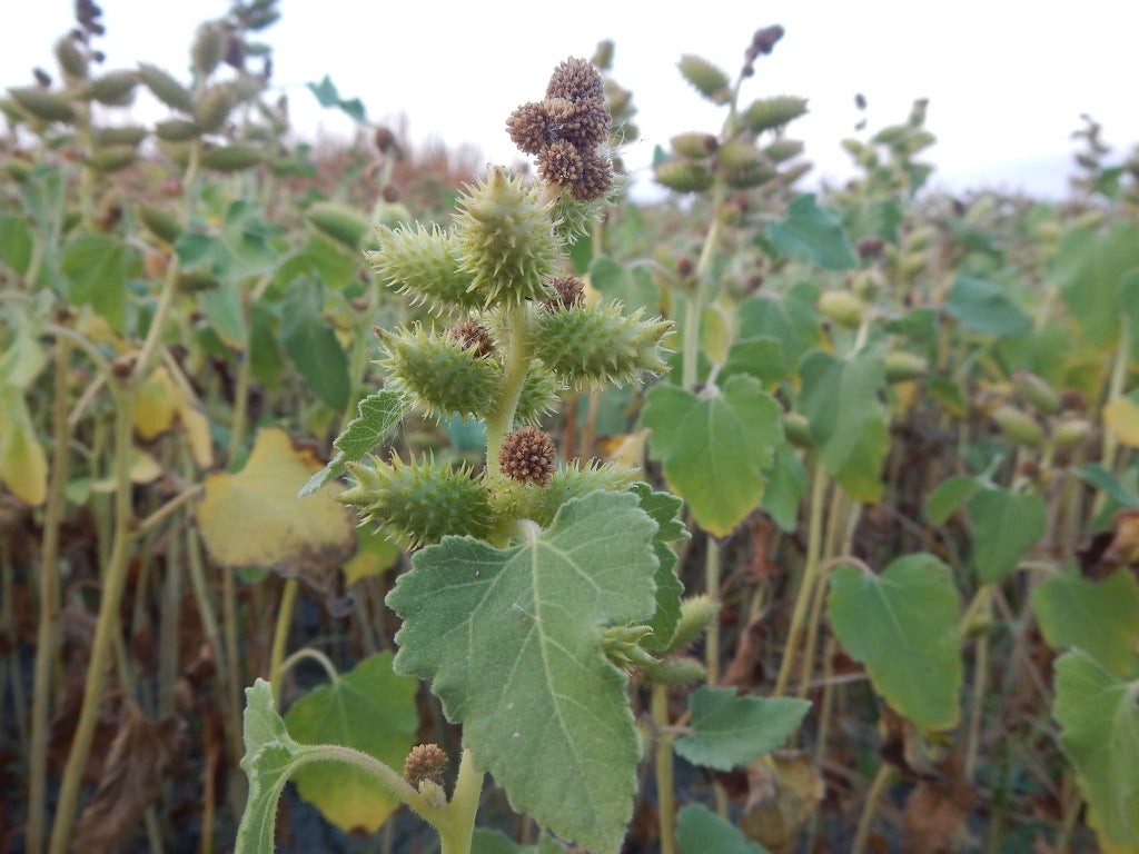 Xanthium (Xanthium strumarium) / Common Name: Cocklebur