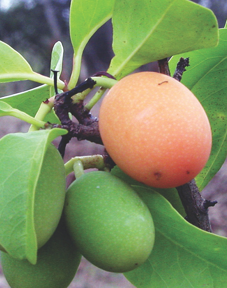 Ximenia (Ximenia caffra / Common Name: Wild Plum, Sour Plum)