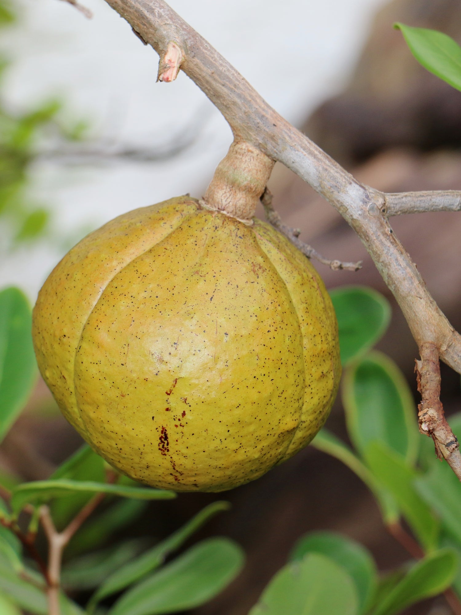 Xylocarpus Granatum (Xylocarpus granatum / Common Name: Cucumber Tree, Mangrove Cucumber)