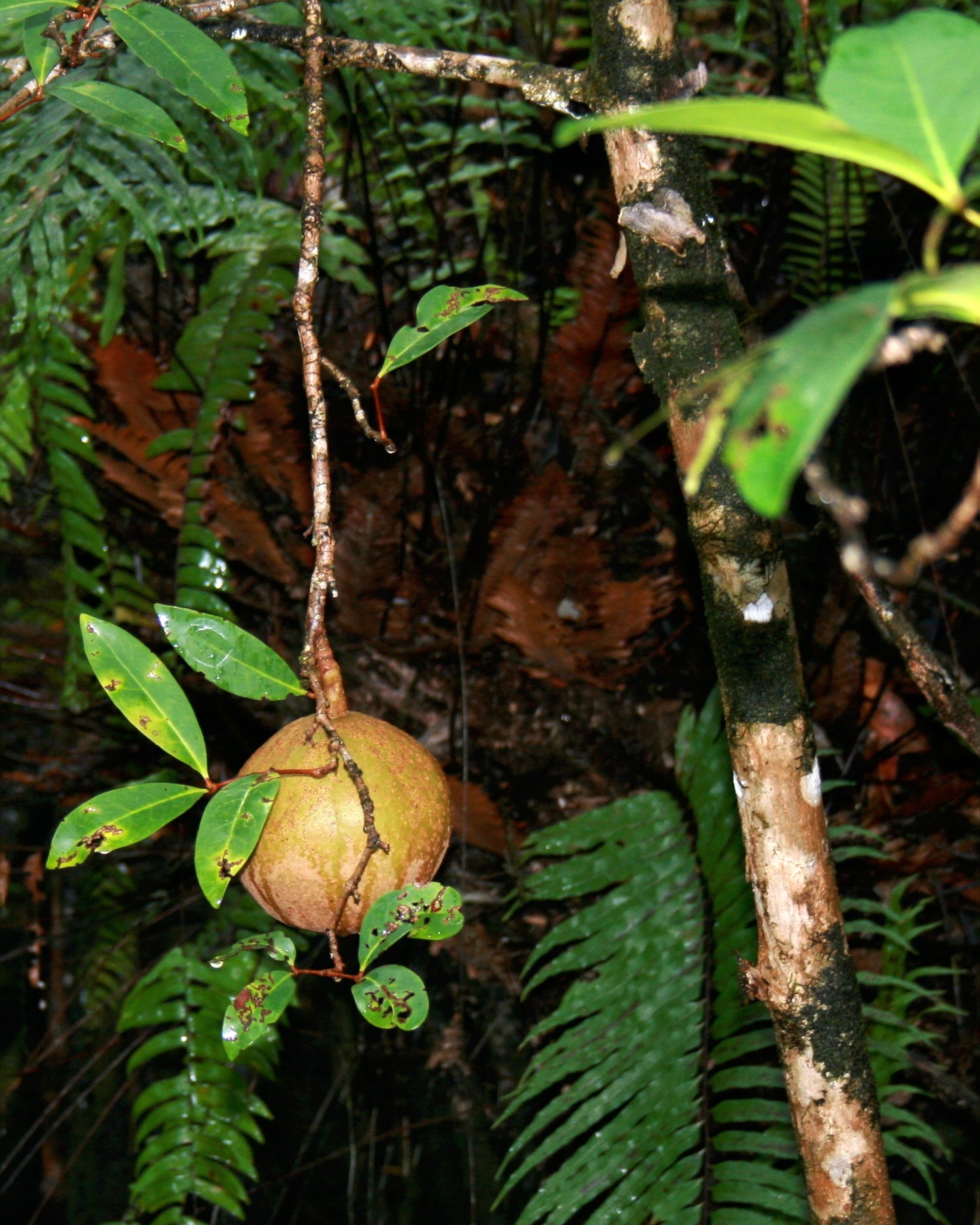 Xylocarpus Granatum (Xylocarpus granatum / Common Name: Cucumber Tree, Mangrove Cucumber)